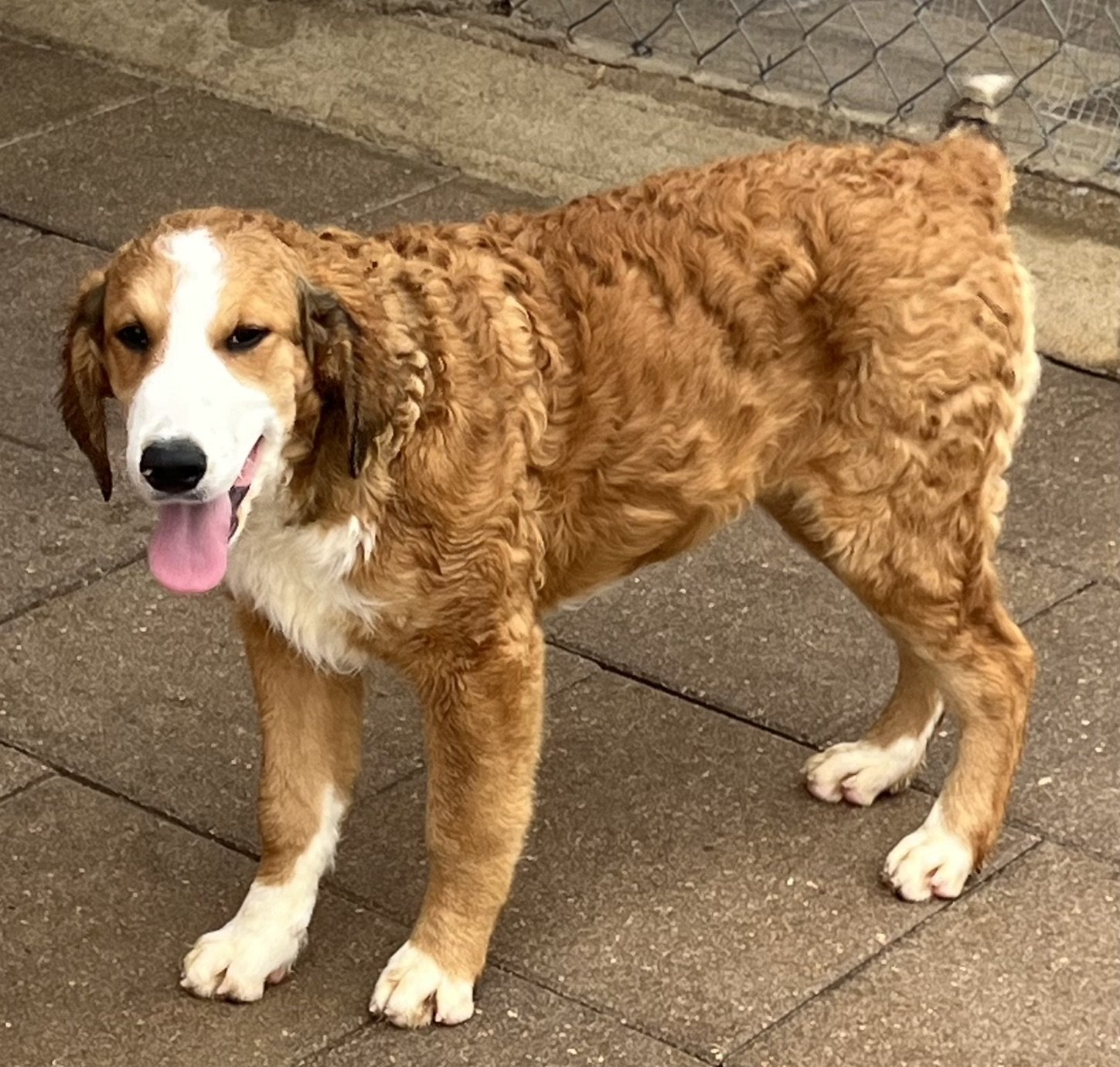 Golden mountain clearance kennels